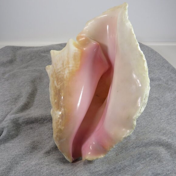 Large REAL Conch Sea Shell 7" tall 9" wide has some chips Tan pink white outer - Picture 5 of 10